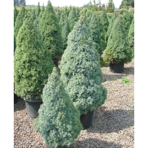 Ель сизая Сандерс Блю ø14 h50 см