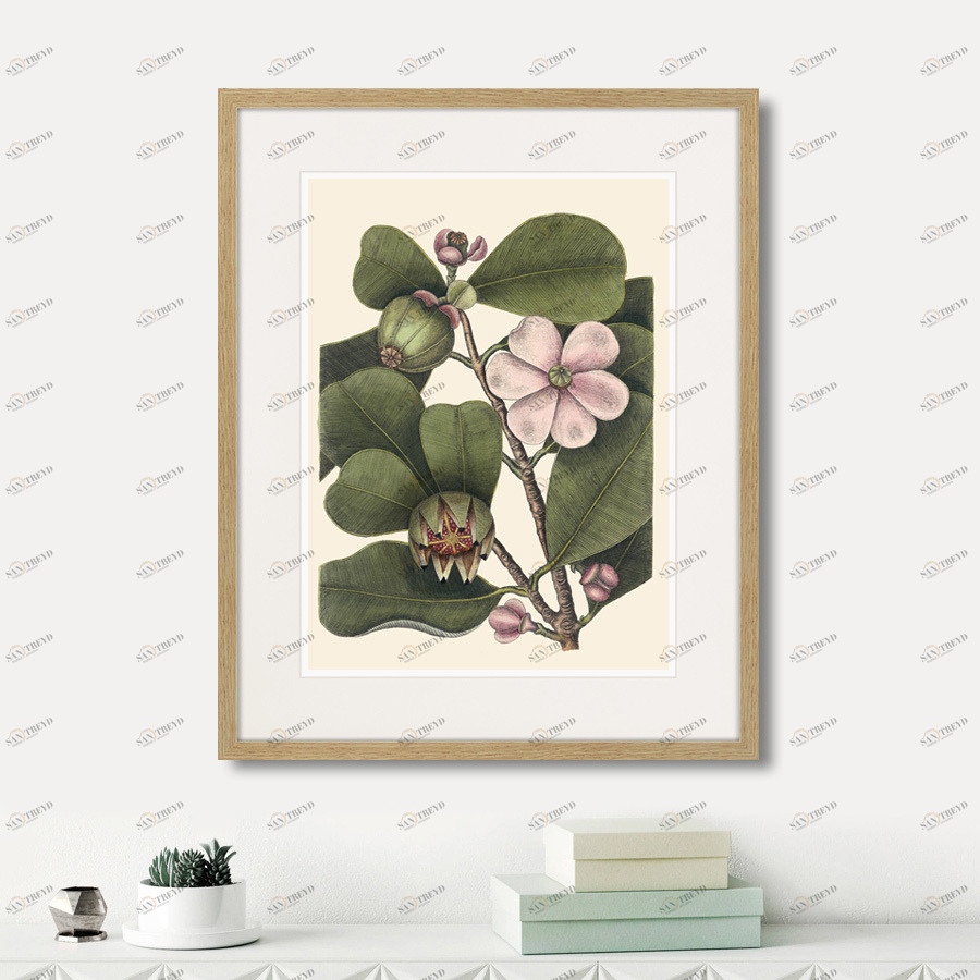 Литография на тонированной бумаге 52х42 см Balsam tree with pink flower, 1741г. КАРТИНЫ В КВАРТИРУ  264405 Белый;коричневый;разноцветный 