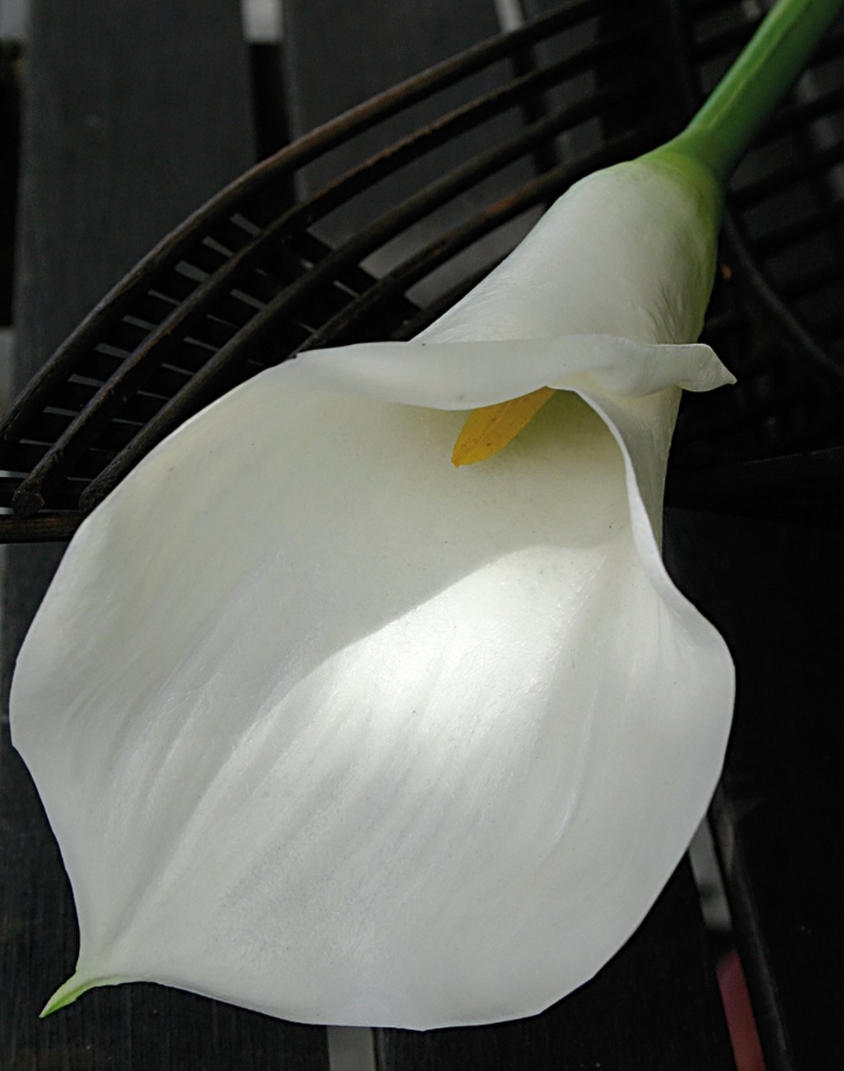 3830 778 a3 Искусственная Зантедеския, 71 см, real touch soft, бежево-белый H-andreas  - Вид №2