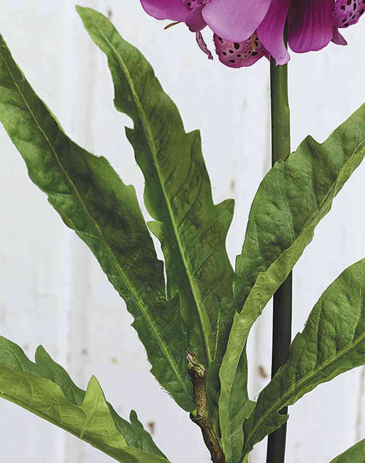 3223 222 a3 Наперстянки искусственные (Digitalis), 127 см, темно-фиолетовые H-andreas 