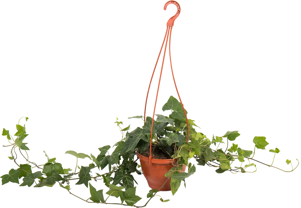 Santreyd Плющ вечнозеленый для вертикального озеленения в кашпо 16 см 82649976