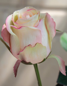 3350 508 a2 Искусственная роза, 58 см, розово-зеленая H-andreas