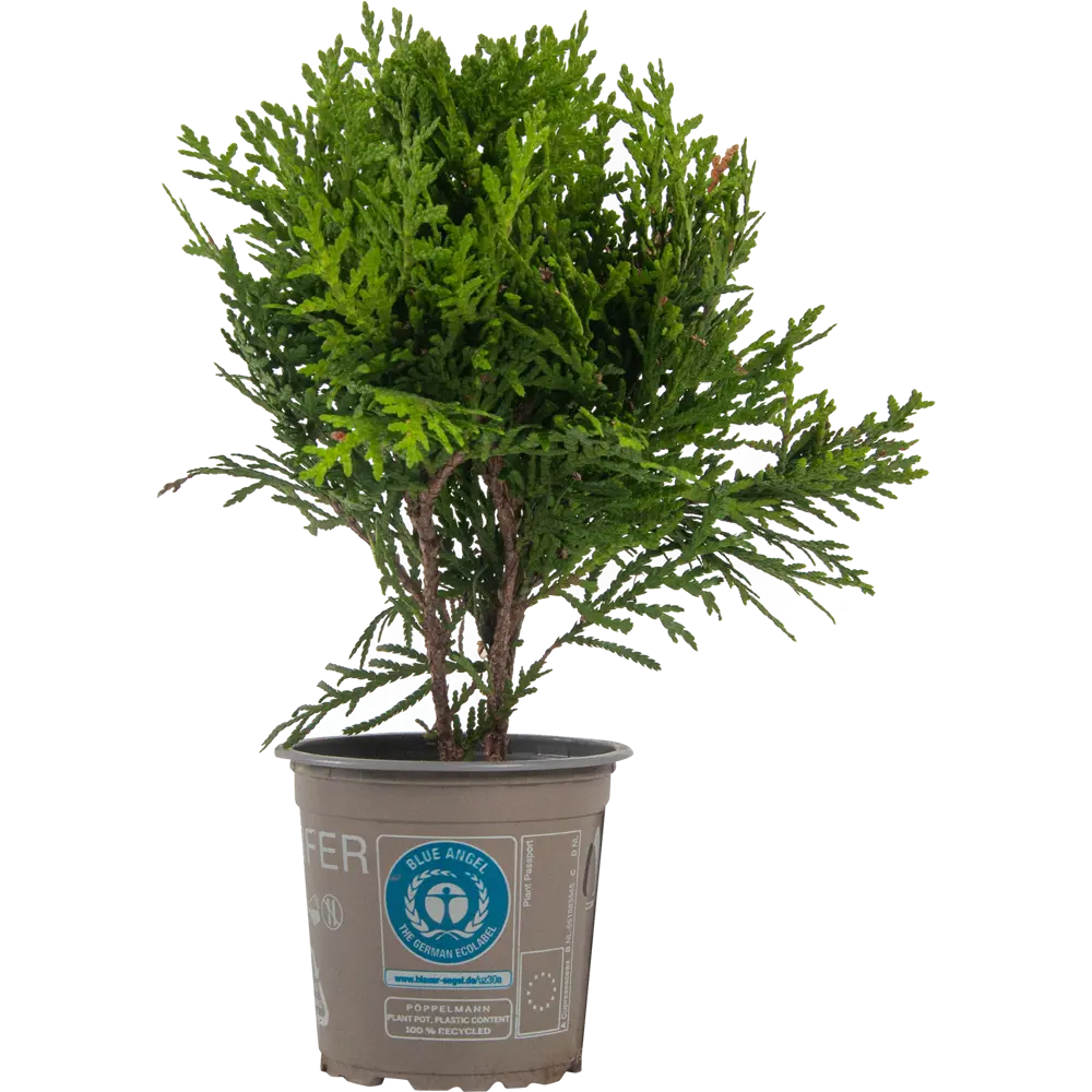 Туя западная Даника ø9 h15 см PLANTMARKET STLM-2167933 - Вид №1