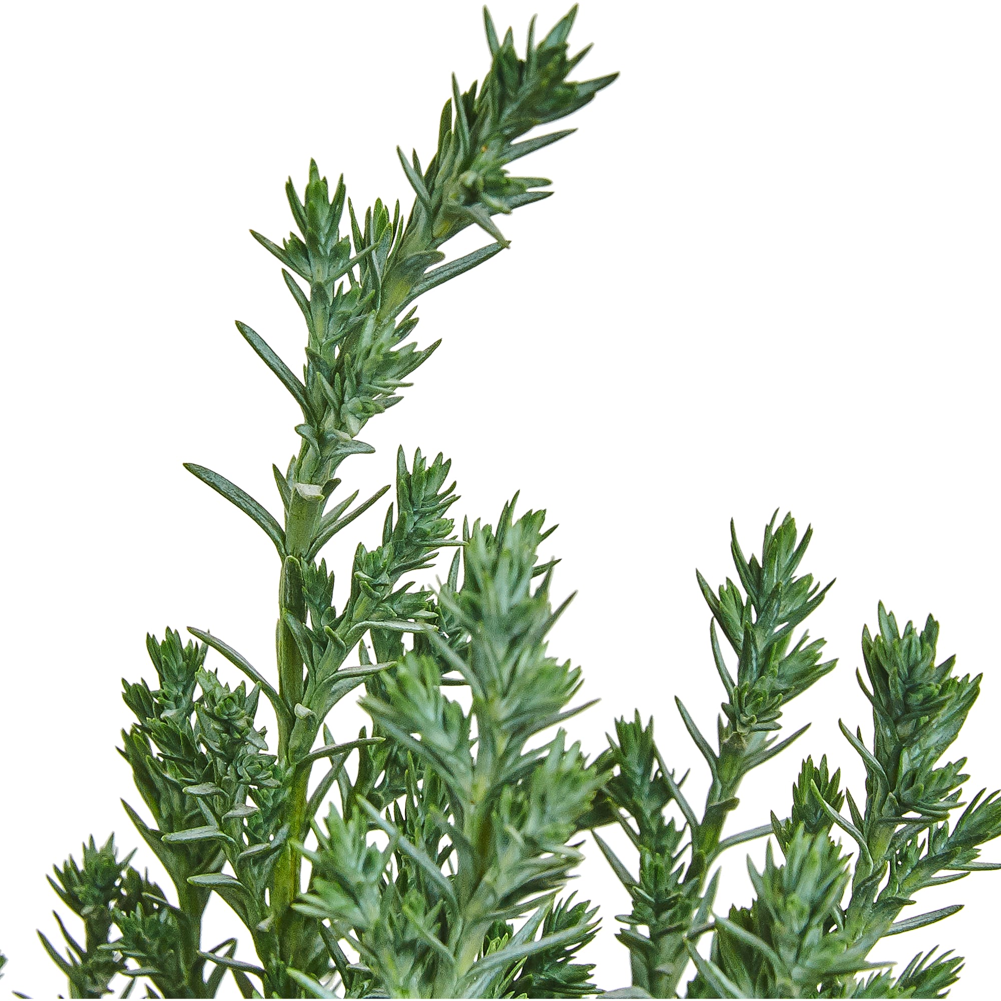 82769609 Кипарисовик в джуте с игрушкой 13x50-55 см 3 цвета Santreyd  - Вид №2