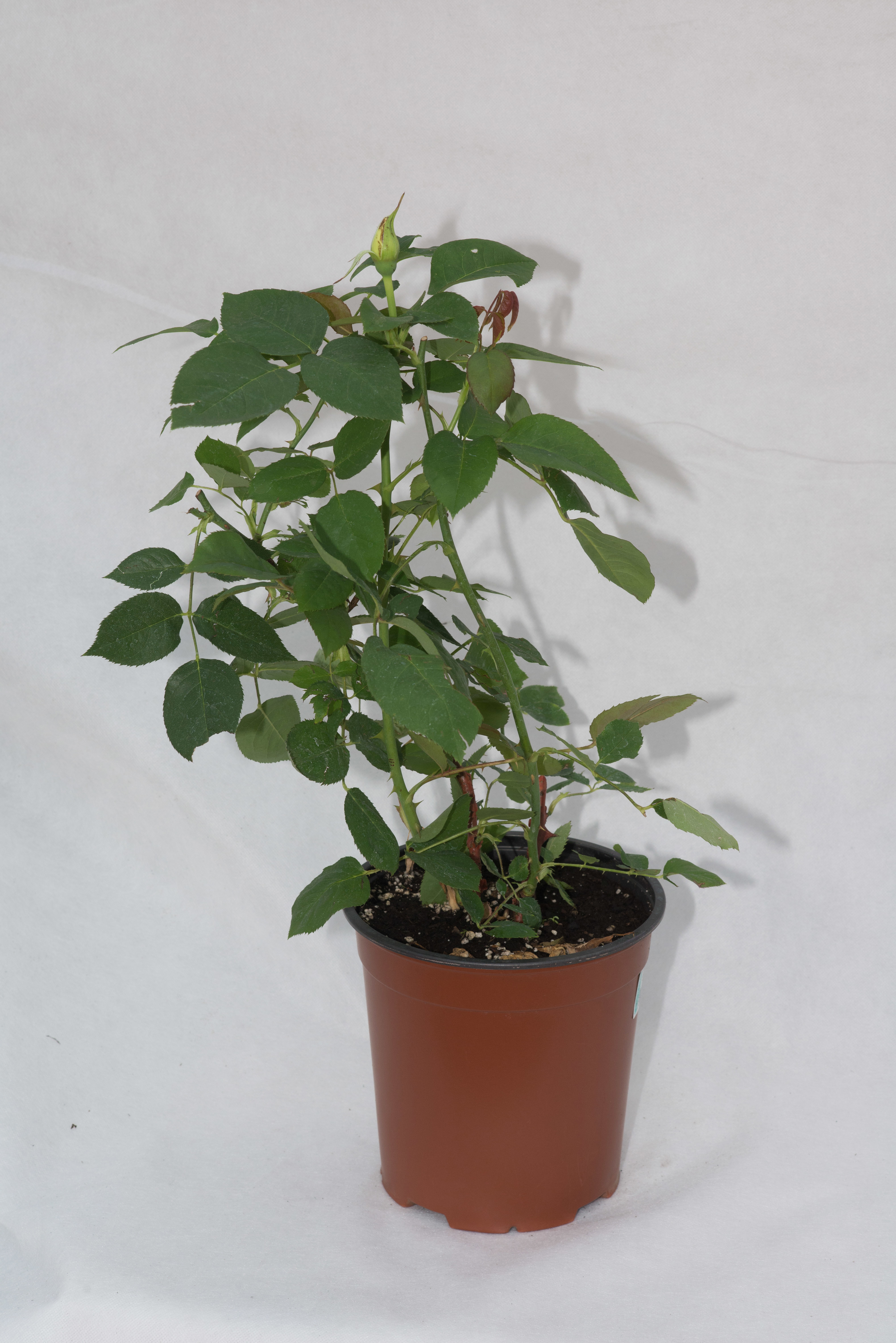 Роза флорибунда Сноувайт Santreyd — белоснежное украшение сада 18475039 STLM-0010933