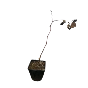 Ежевика Бжезина ø12 h50 - 60 см 84737926 STLM-2024406