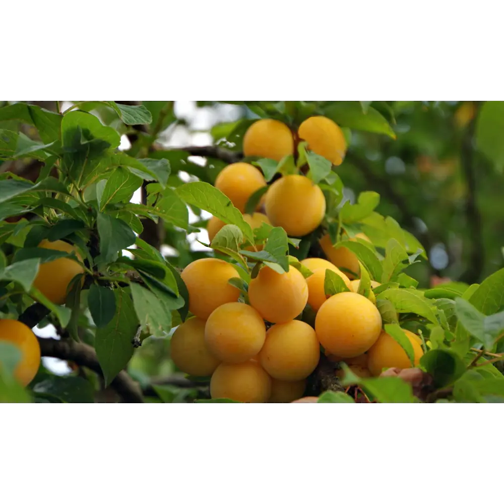 Слива жёлтая самоплодная» 2 года 22x80 см PLANTMARKET STLM-2053121