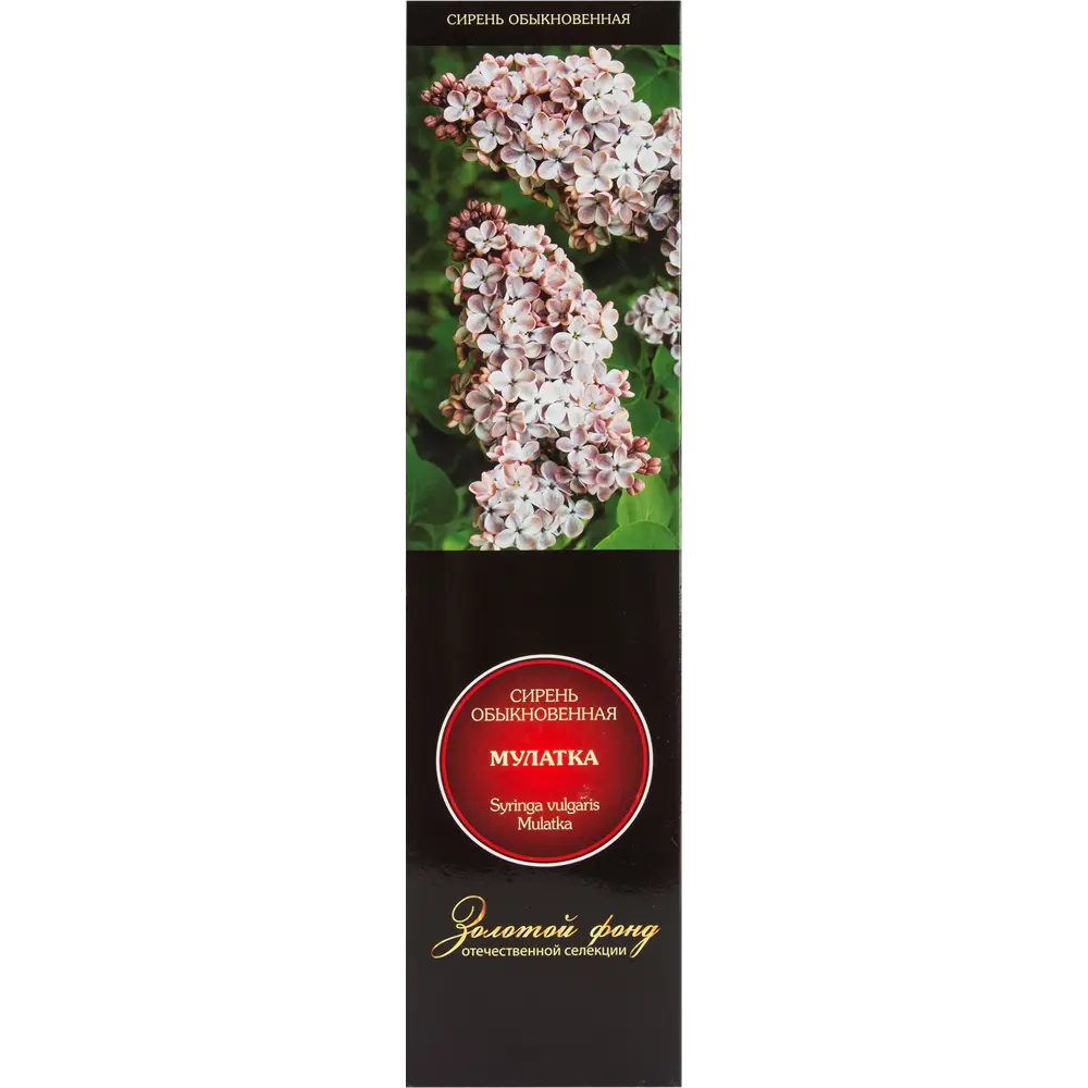 Сирень обыкновенная Мулатка в тубе Поиск Инвест 82527877 STLM-2012261 Santreyd 