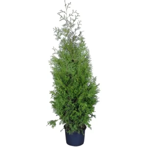 Туя западная Брабант ø17 h40-60 см 84173507 STLM-2210630