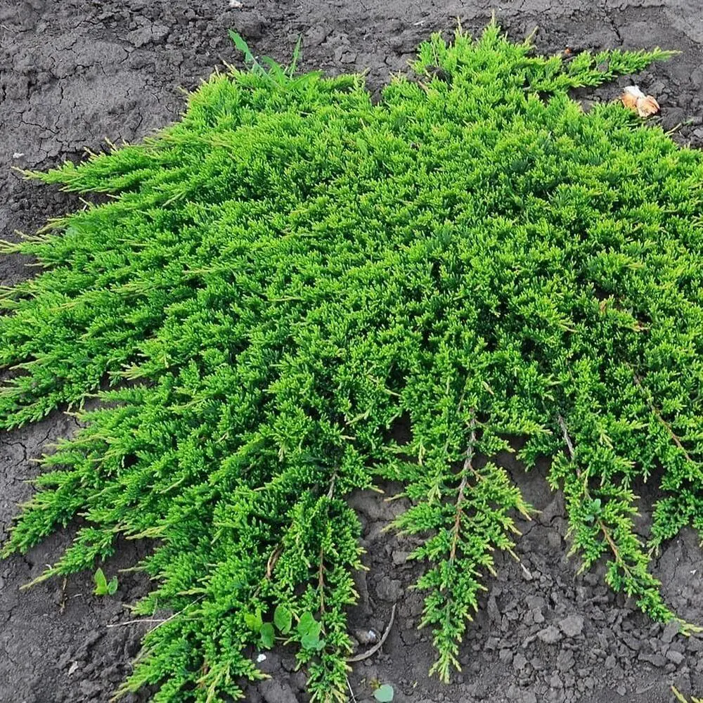 Можжевельник обыкновенный Грин Карпет ø22 h40 - 50 см 87691127 STLM-2145424 PLANTMARKET 