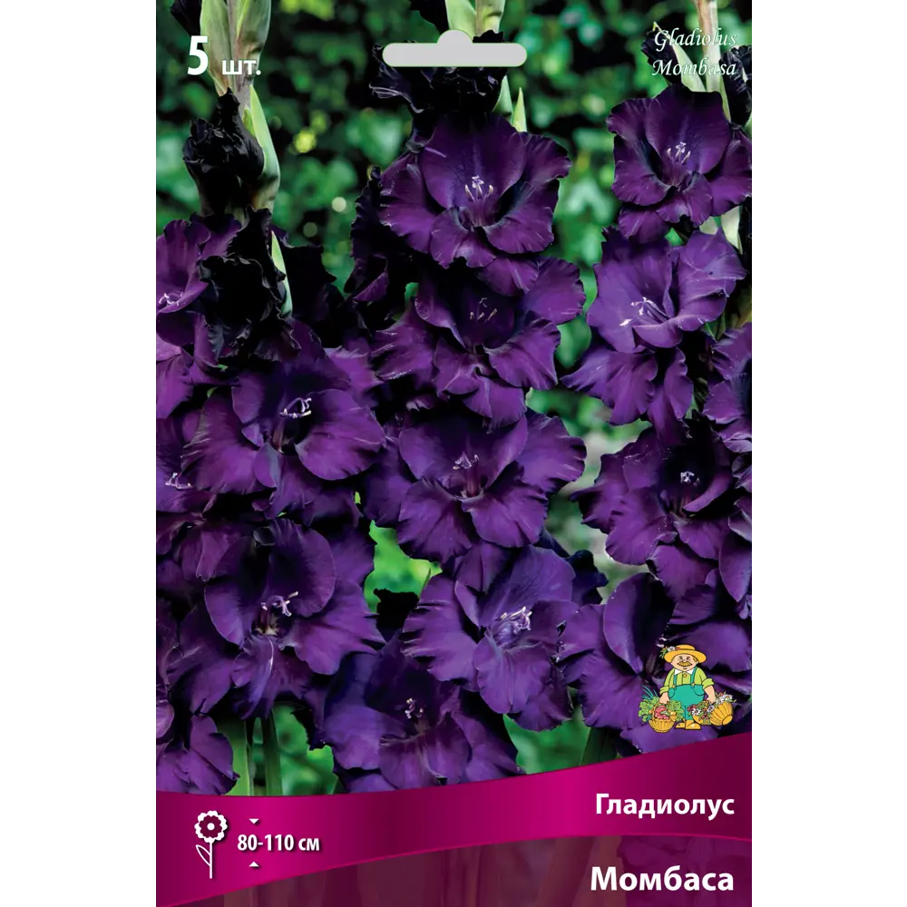 Гладиолусы крупноцветковые Момбаса 12/14, 5 шт 82530162 STLM-2147696 ПОИСК 