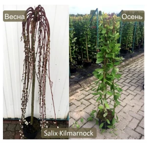Ива козья Килмарнок h150 см