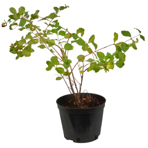 Снежноягодник доренбоза «Мазер оф» C1.5 82174053 STLM-2037277