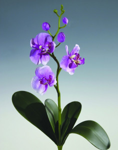 2524 220 a2 Искусственная орхидея Phalaenopsis, 5 листьев, 35 см, светло-фиолетовая H-andreas