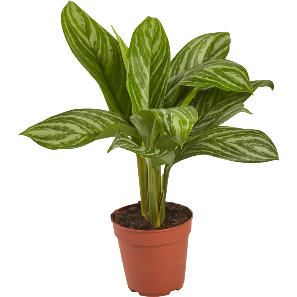 Santreyd Аглаонема - вечнозеленое украшение интерьера 82399613 STLM-0026482