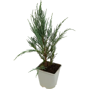 Можжевельник «Блю эрроу» 17x50 см 82621051 STLM-2122577
