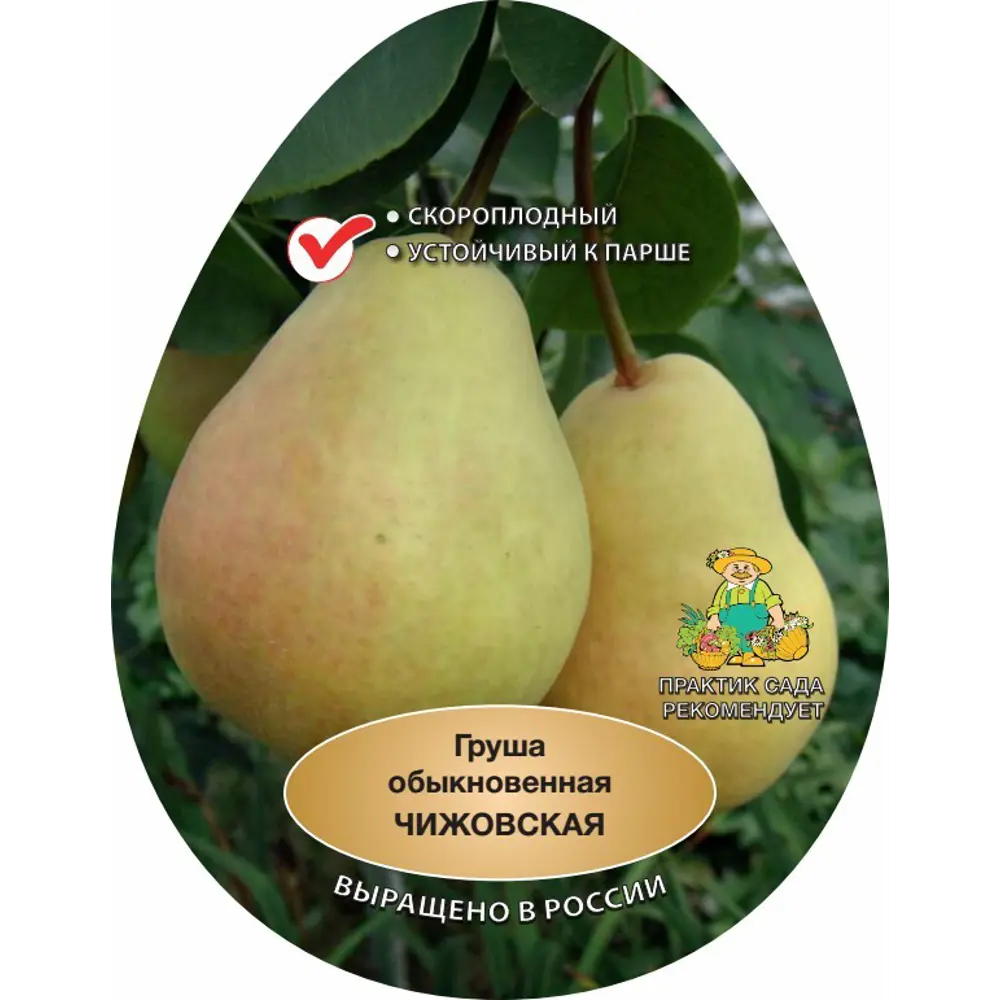 Груша Чижовская h220 см 83788009 STLM-2115381 Santreyd 