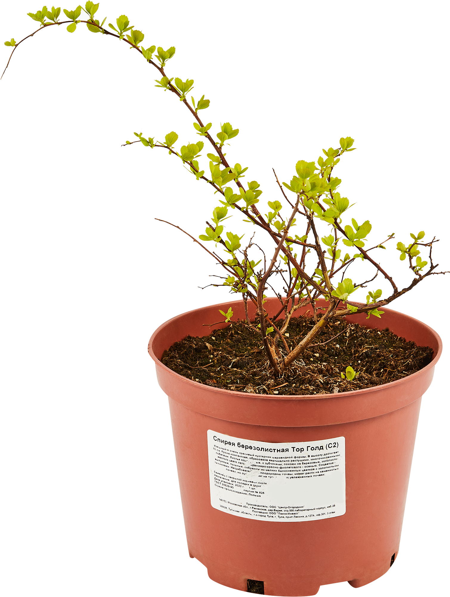 Саженец Спиреи Березолистной Тор Голд - многолетний цветущий кустарник 84815589 Santreyd STLM-0055571 - Вид №1