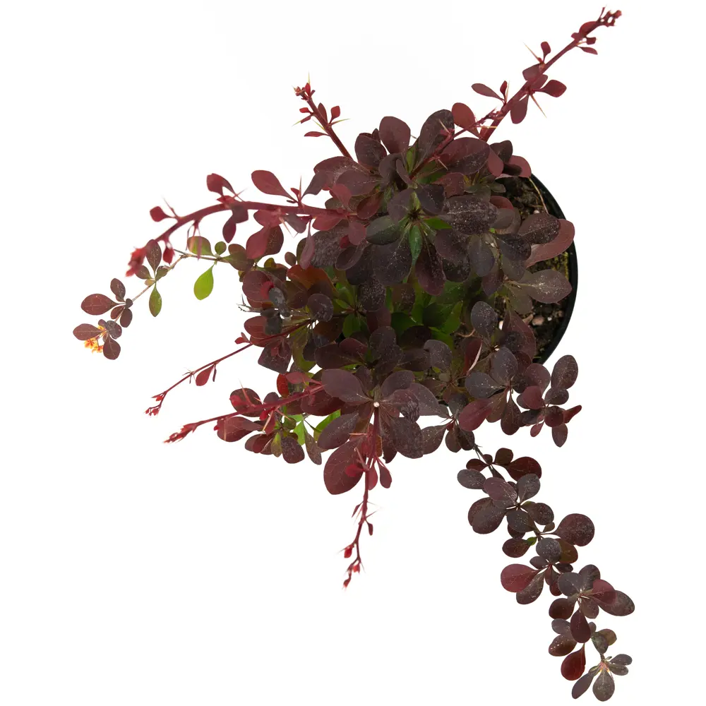 Барбарис Оттавский Superba от Santreyd - декоративный кустарник с целебными плодами 84841606 STLM-0950466 - Вид №2