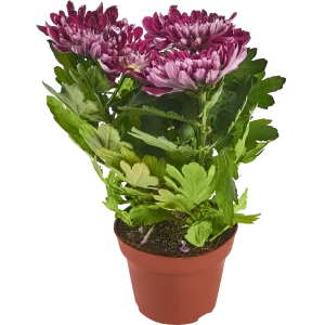 Хризантема микс ø12 h27 см 85324990 STLM-2124289