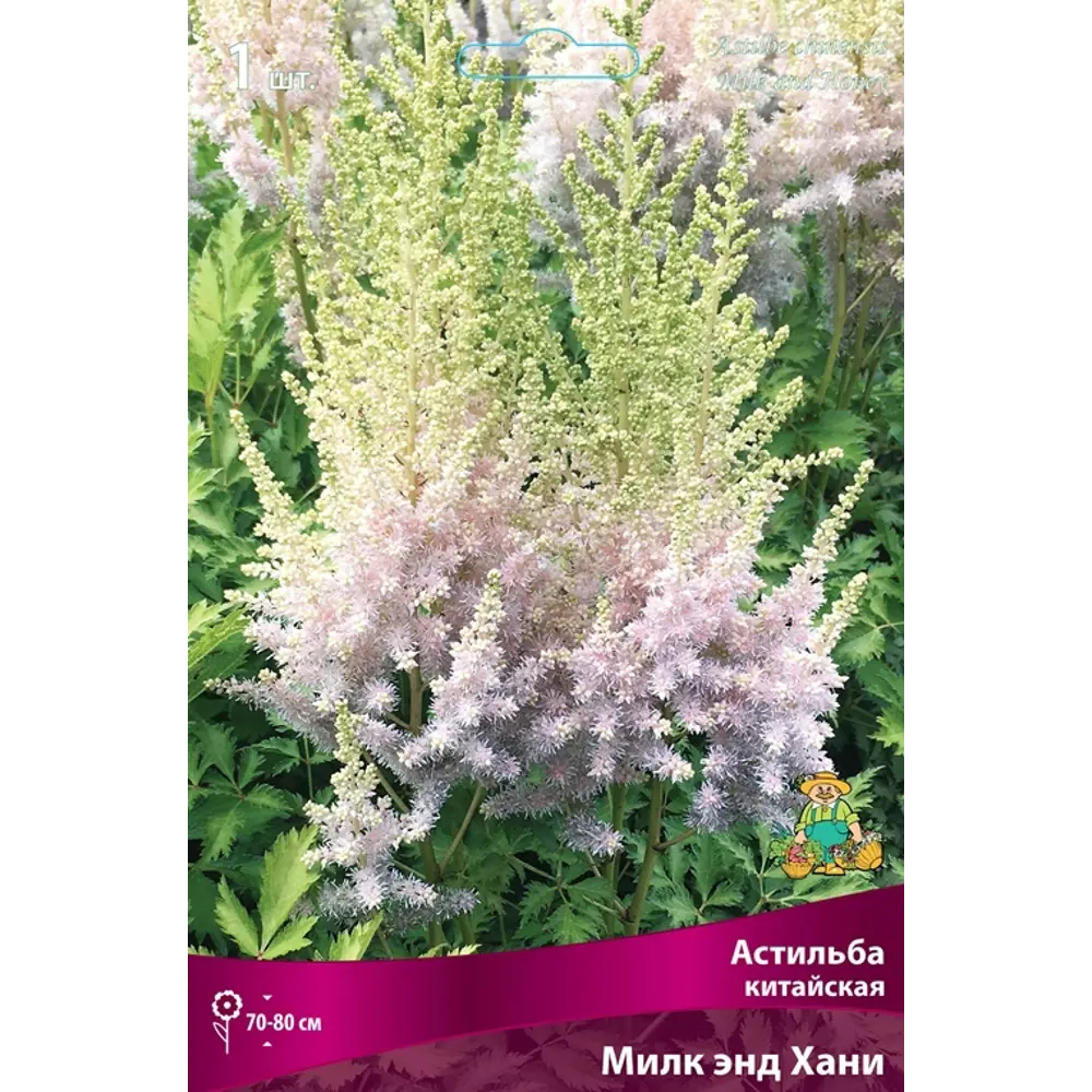 Астильба китайская Милк Энд Хани луковица I 83599225 STLM-2044025 Santreyd 