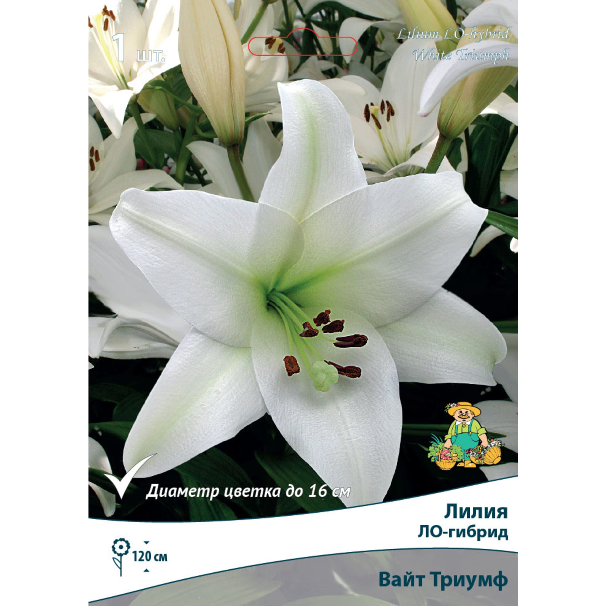 88294778 Лилия ЛО-гибрид Вайт триумф луковица 14/16 Santreyd 