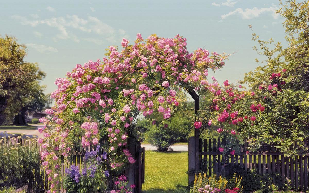 90018210 Фотообои 8-936 368х254 см Rose Garden STLM-0087017 KOMAR
