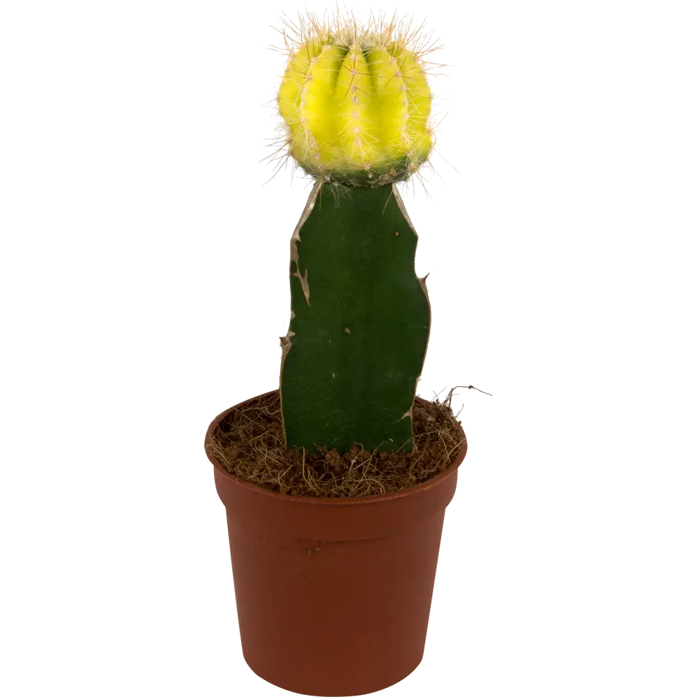 Santreyd Гимнокалициум микс - декоративный кактус с изящным цветением 14750363 STLM-0005089