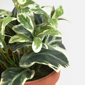 089931 Шалфей в горшочке из папье-маше Flower La Forma Aucuba