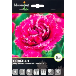 Тюльпан Маскотте 12/plus, 5 шт. 14158490 STLM-2043350