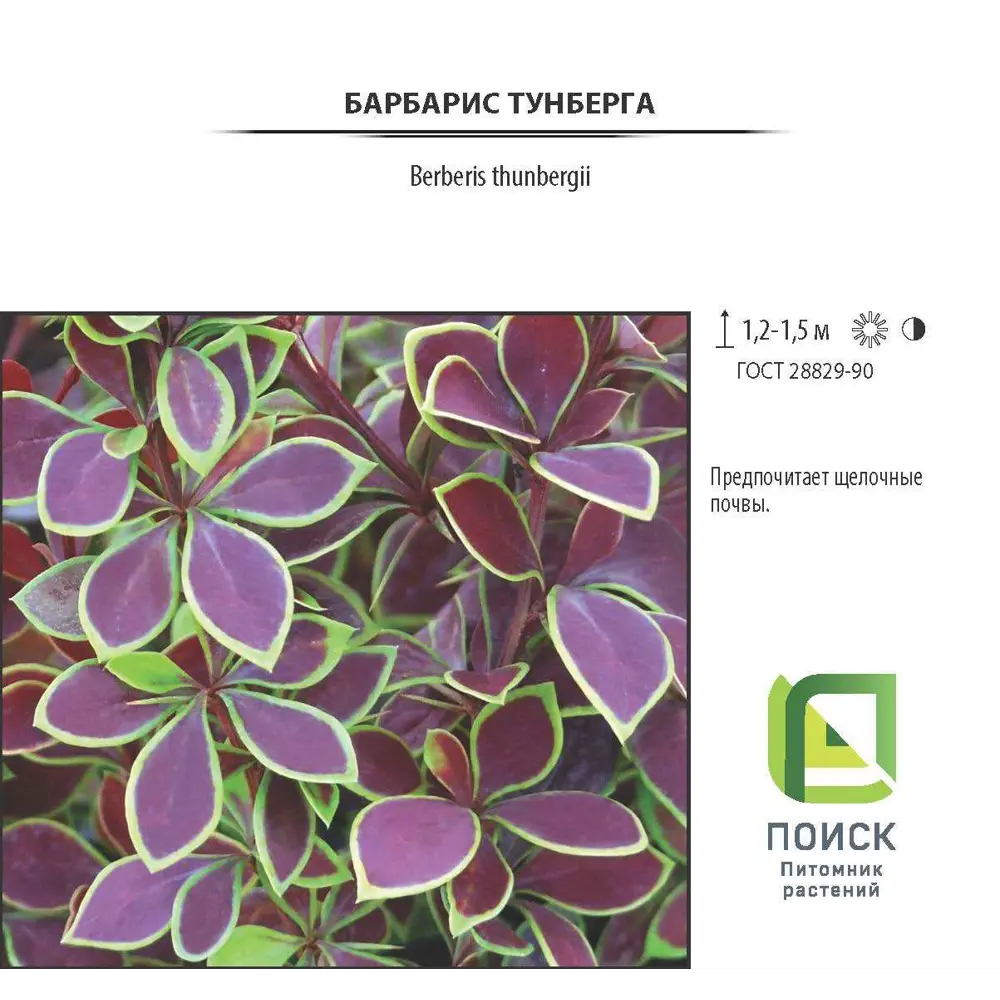 Барбарис Тунберга «Голден Ринг» от Santreyd — саженец с пурпурно-красной листвой 81968695 STLM-0016059 - Вид №2