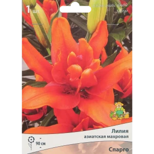 Лилия азиатская махровая Спарго Кап 85205791 STLM-2093998