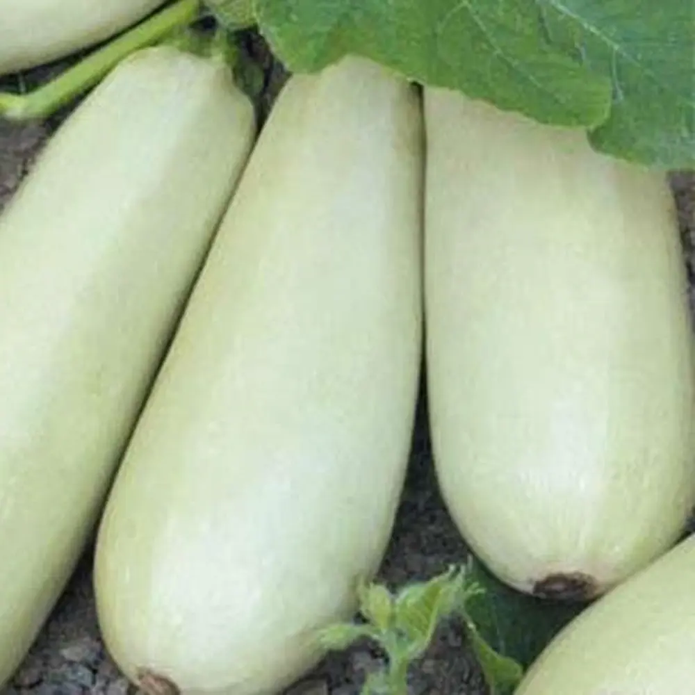 17251050 Семена Кабачок Ролик Agroni STLM-0952090