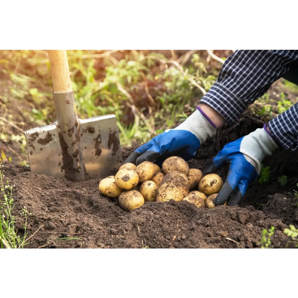 Перчатки садовые Geolia для сбора урожая размер M цвет белый 86283509 STLM-2176211 