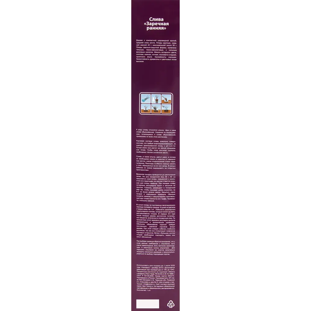 Слива Заречная ранняя в тубе 82539570 STLM-2125936 BOTANIC COLLECTION  - Вид №3