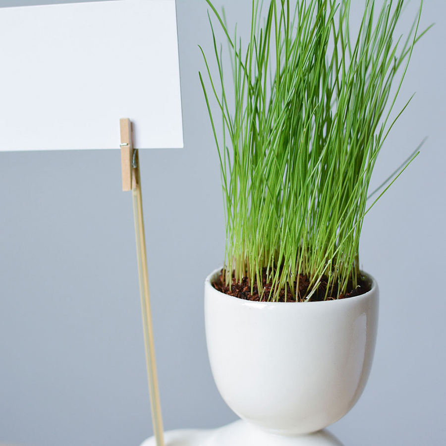 Набор для выращивания Eco Знаменосец ЭКОЧЕЛОВЕКИ ЕСO117 - Вид №5