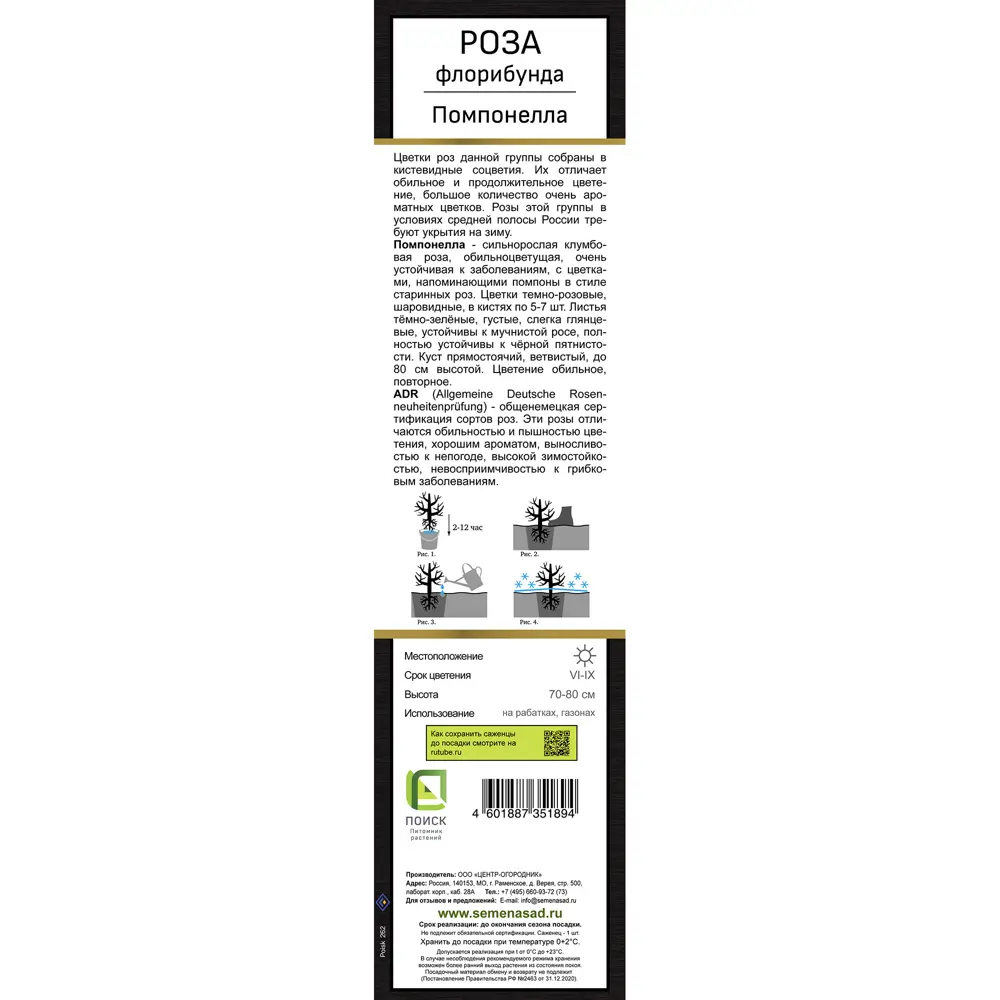 Роза кордес флорибунда Помпонелла h37 см 83786634 STLM-2056667 Santreyd  - Вид №2