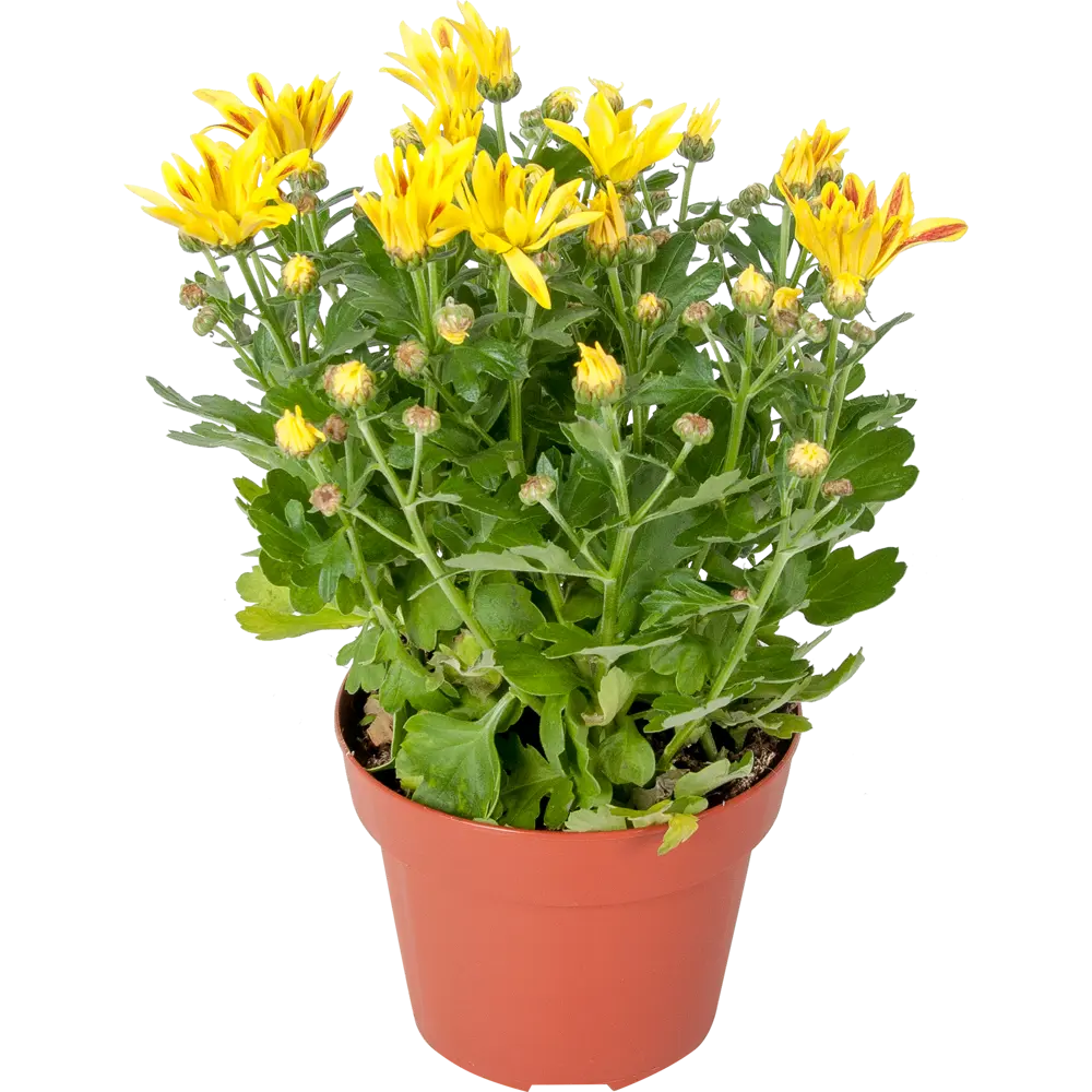 Хризантема Лайк 14x27 см 82399758 STLM-2087781 Santreyd 