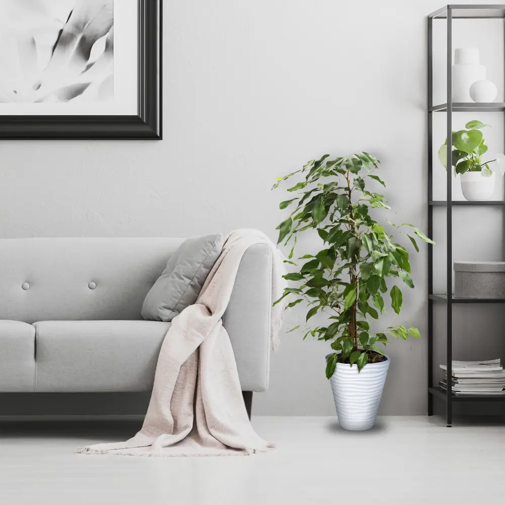 Фикус микс Santreyd - живое украшение интерьера D17 H65 82877336 STLM-0966766 - Вид №4