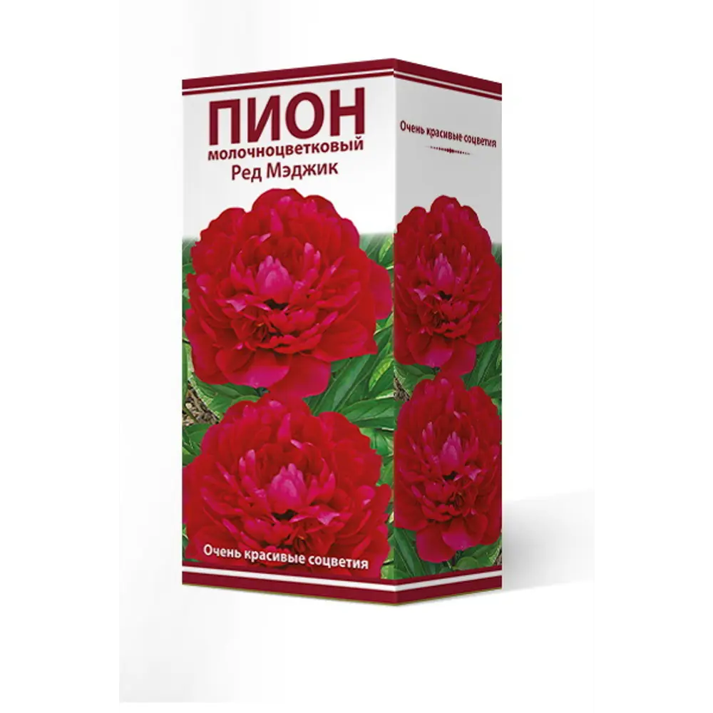 Пион молочноцветковый травянистый Рэд Мэджик 2/3 89381550 STLM-2028933 ПОИСК 