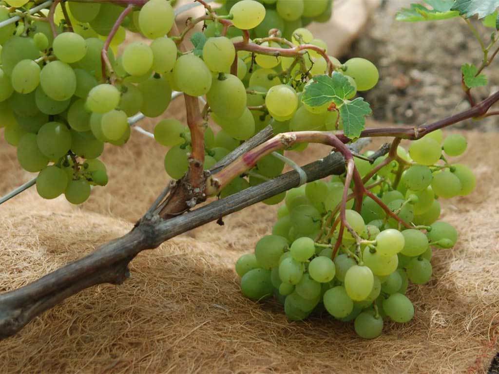 Мульча кокосовая Мульчаграм 1x5 м ГеоПластБорд GPBST-240 - Вид №4