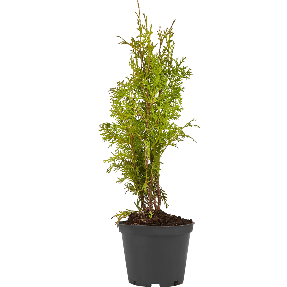 Туя западная Пирамидалис ø19 см h40-60 см 85088192 STLM-2138235 Santreyd 