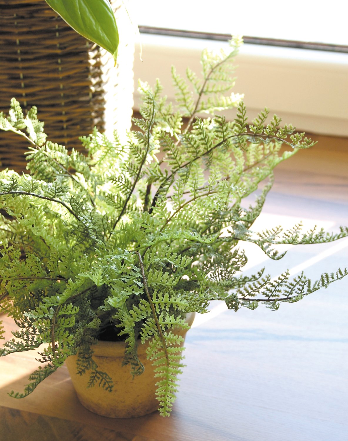 6607 883 a3 Искусственный папоротник, горшечный, 20 см, зеленый H-andreas  - Вид №2