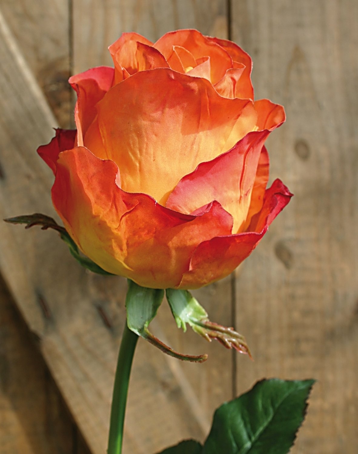 3257 334 a3 Шелковые бутоны роз Equador, 103 см, real touch, оранжевые H-andreas  - Вид №1