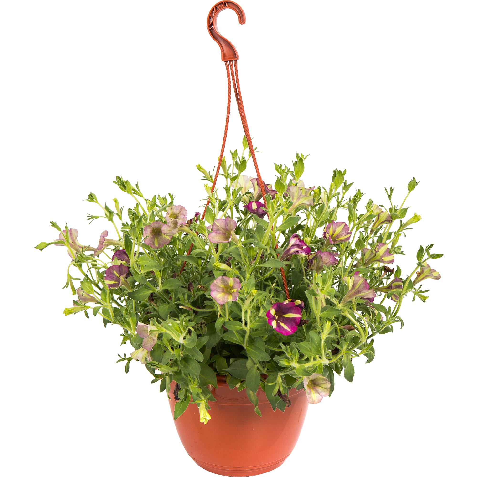 82649996 Петуния в кашпо 21 см Santreyd 