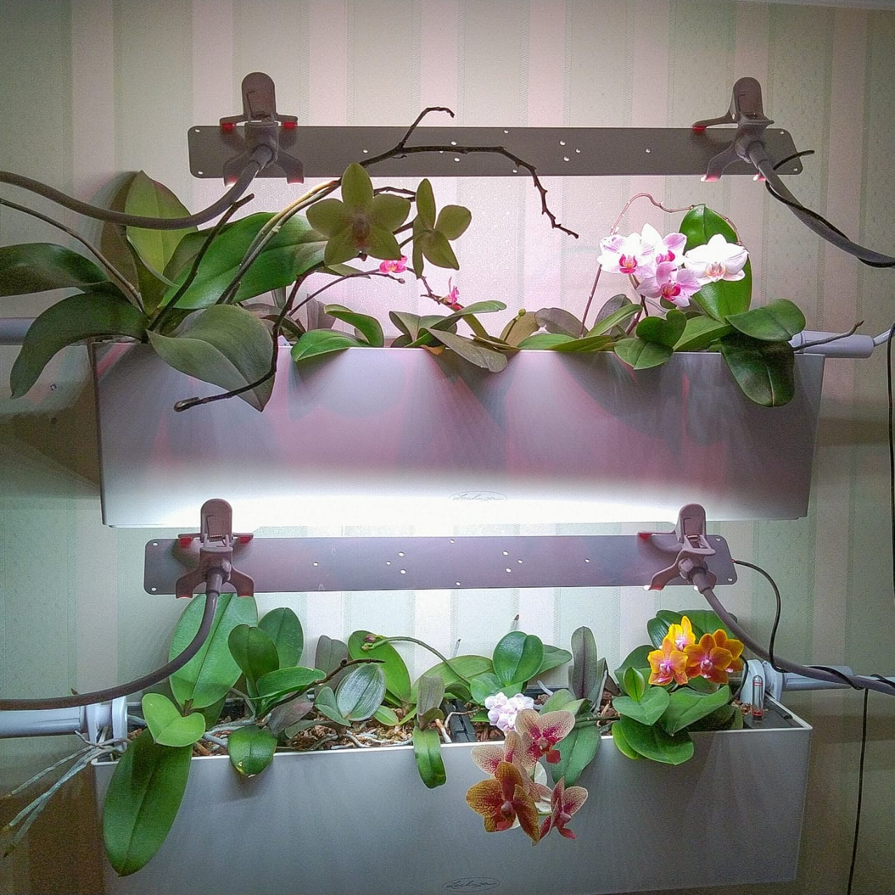 3351 Цветонос 2.4.a - Цветение и Плодоношение. Белый свет. LAB.Space  - Вид №2