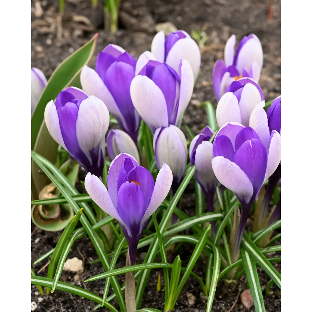 Крокус Уэйл Шарк ПОИСК - луковицы с двухцветными сиренево-голубыми цветами 89381275 STLM-1566634