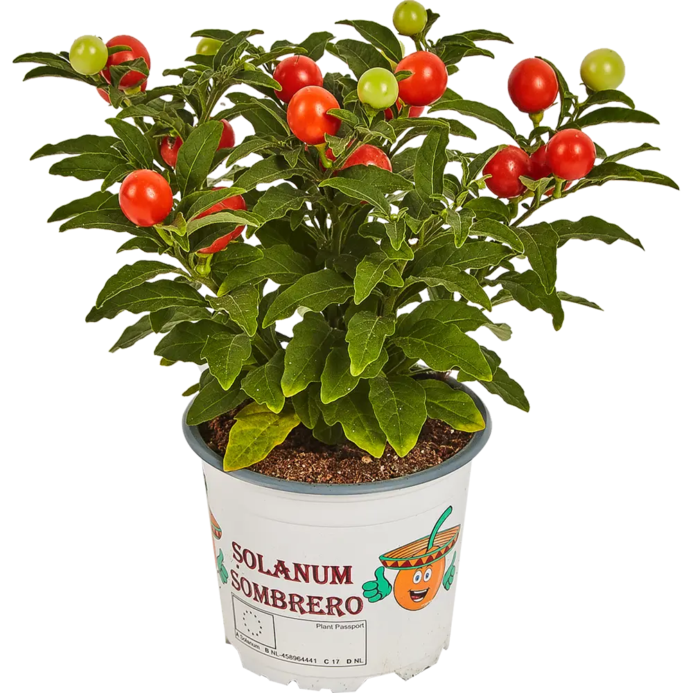Солянум микс 10.5x25 см 82877367 STLM-2205983 Santreyd 