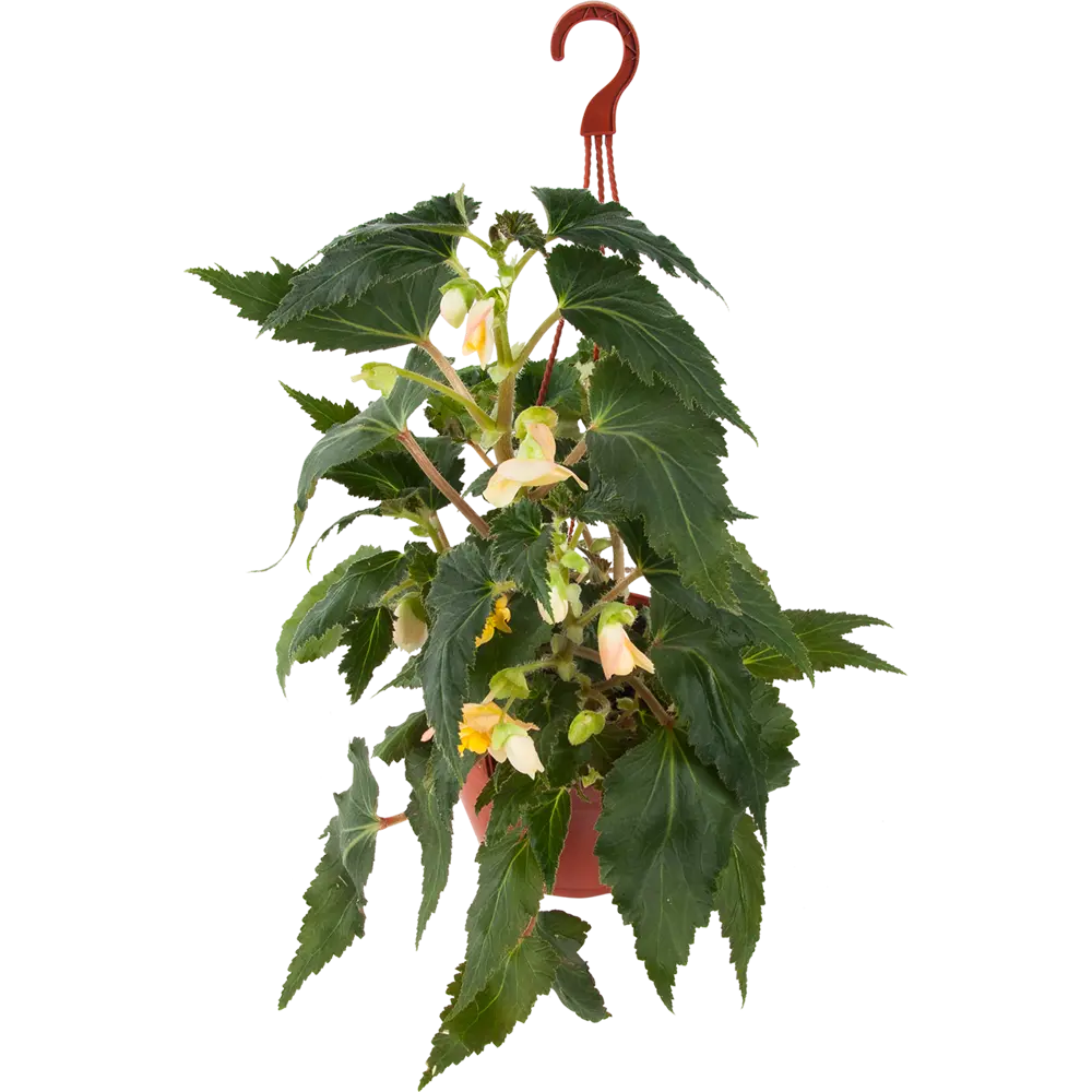 Santreyd Бегония клубневая в подвесном кашпо - цветущее украшение интерьера 82650002 STLM-0032840