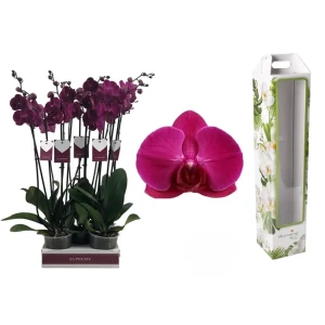 Орхидея Фаленопсис Стелленбош ø12 h65 см